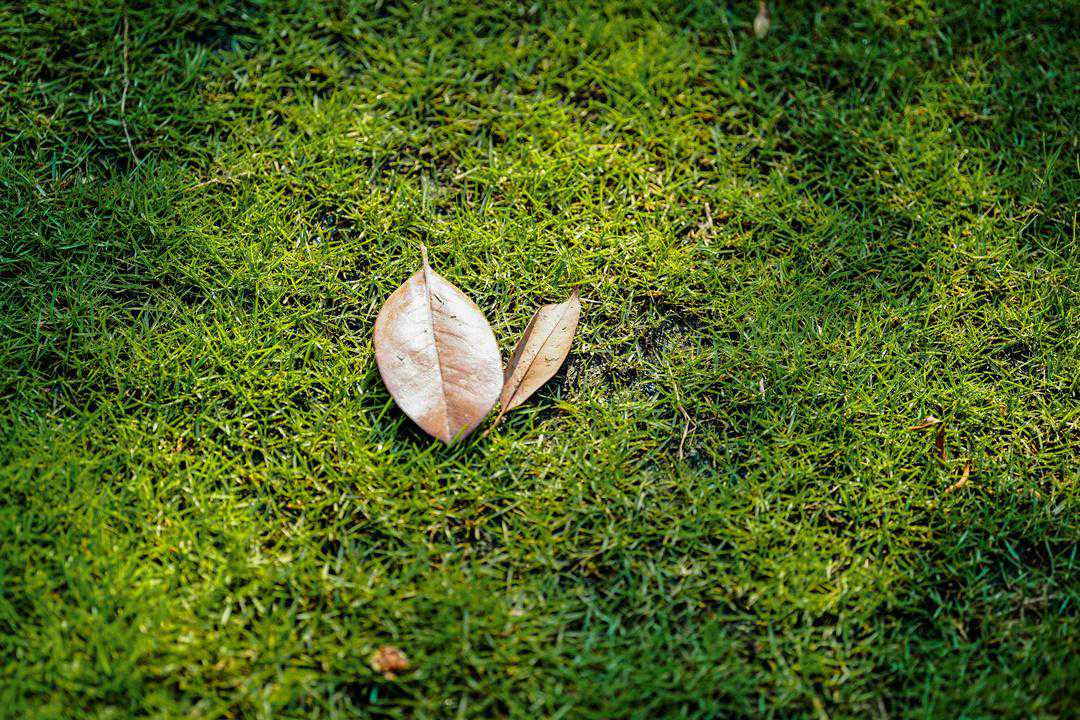 增值税发票的申领流程